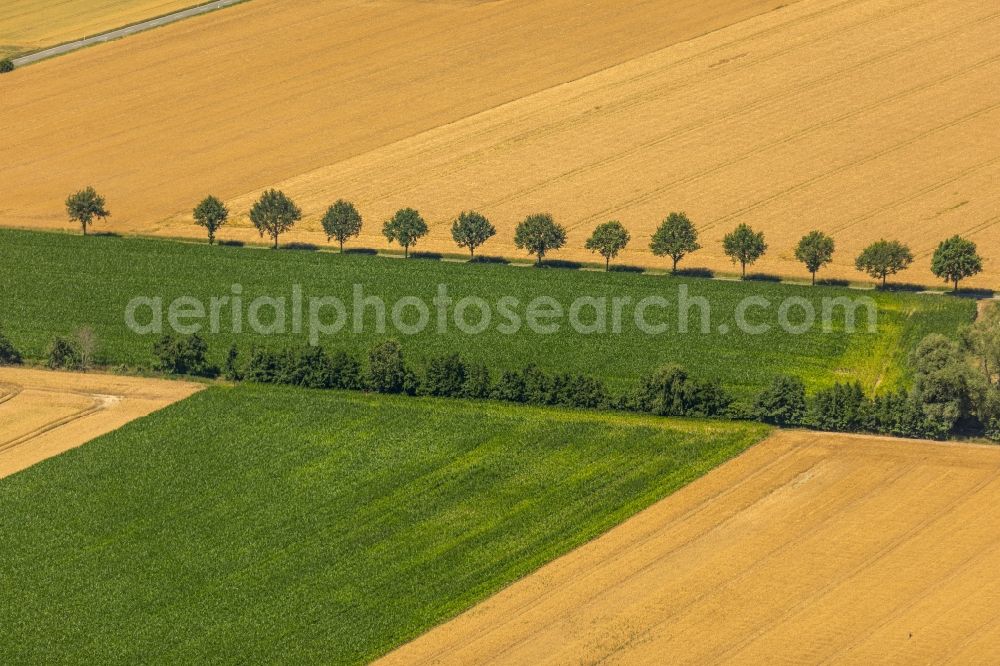 Benninghausen from the bird's eye view: Row of trees in a field edge in Benninghausen in the state North Rhine-Westphalia, Germany