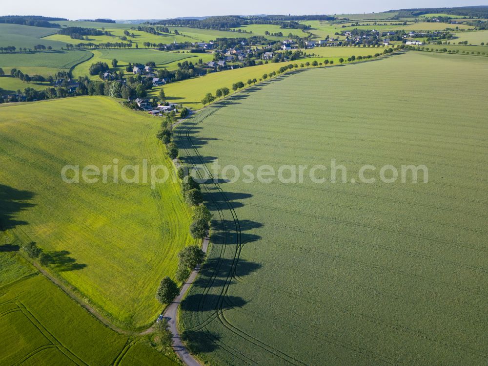 Aerial photograph Cämmerswalde - Row of trees in a field edge in Caemmerswalde in the state Saxony, Germany