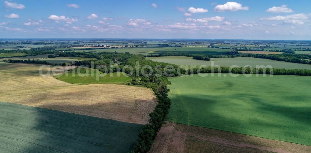 Friedersdorf from the bird's eye view: Row of trees in a field edge in Friedersdorf in the state Brandenburg, Germany