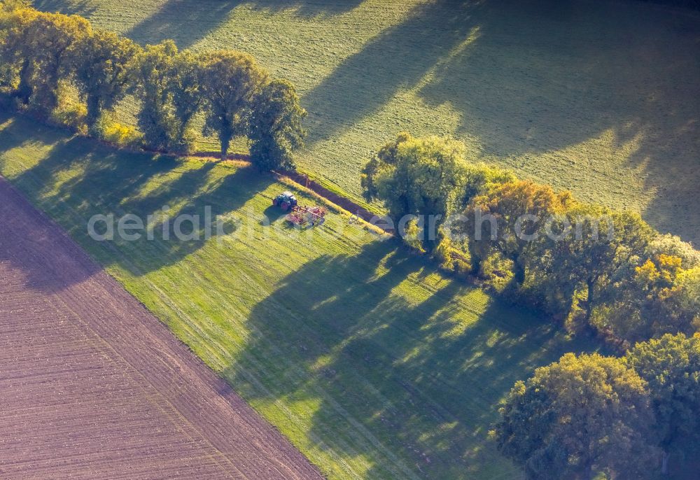 Aerial image Gladbeck - Row of trees in a field edge on street Scholver Strasse in Gladbeck at Ruhrgebiet in the state North Rhine-Westphalia, Germany