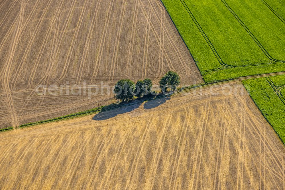 Hetterscheidt from the bird's eye view: Row of trees in a field edge in Hetterscheidt at Ruhrgebiet in the state North Rhine-Westphalia, Germany