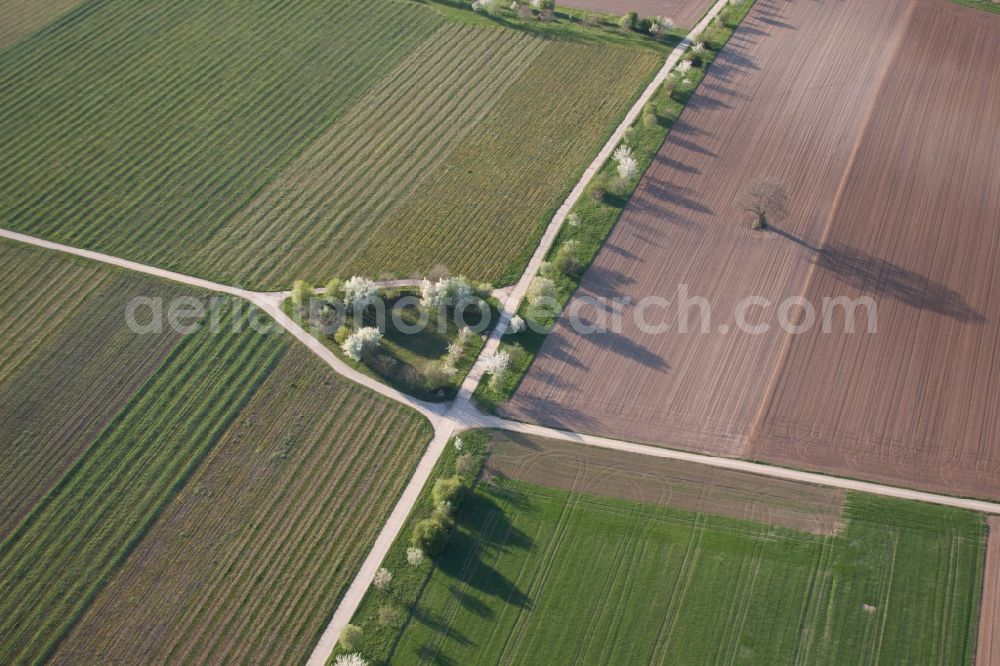 Aerial photograph Hochstadt (Pfalz) - Row of trees in a field edge in Hochstadt (Pfalz) in the state Rhineland-Palatinate