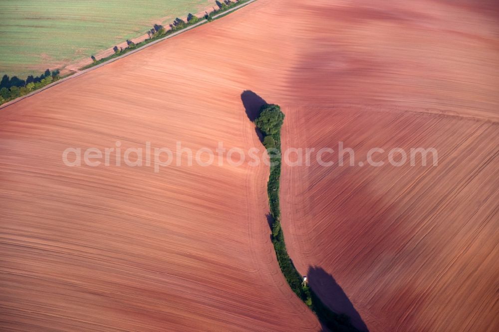 Aerial photograph Hochstedt - Row of trees in a field edge in Hochstedt in the state Thuringia, Germany