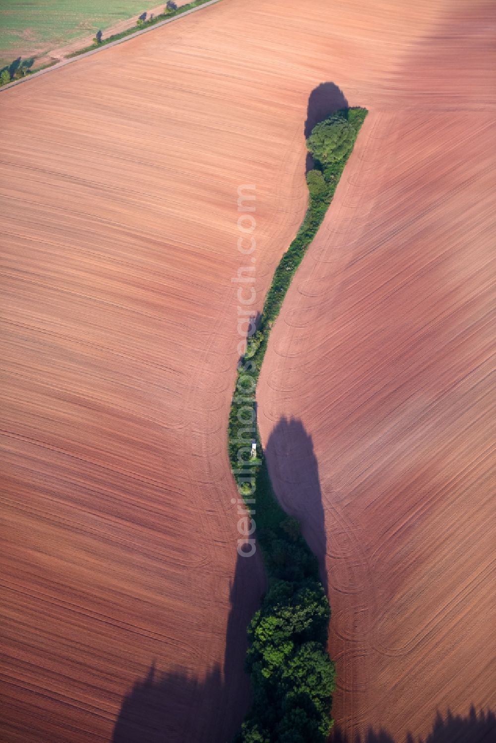 Hochstedt from the bird's eye view: Row of trees in a field edge in Hochstedt in the state Thuringia, Germany