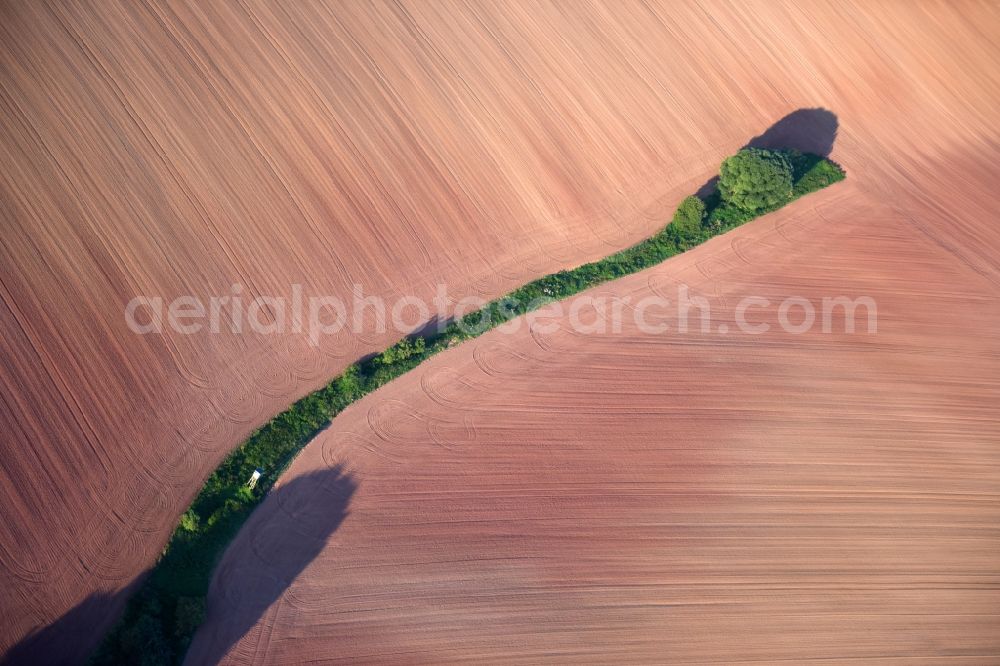 Aerial photograph Hochstedt - Row of trees in a field edge in Hochstedt in the state Thuringia, Germany