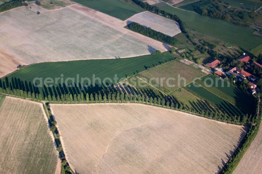 Karlsruhe from the bird's eye view: Row of trees in a field edge in Karlsruhe in the state Baden-Wuerttemberg