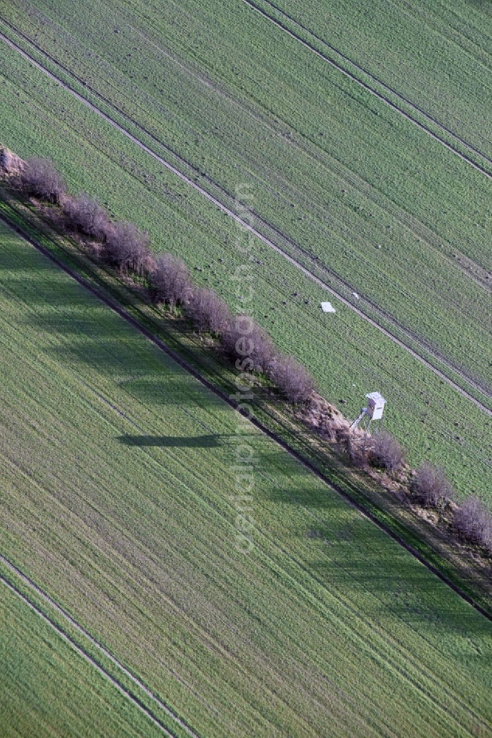 Krostitz from the bird's eye view: Row of trees and digging in a field edge in Krostitz in the state Saxony