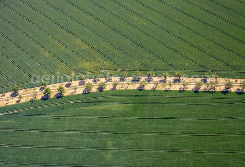 Aerial image Leithe - Row of trees in a field edge in Leithe in the state North Rhine-Westphalia, Germany