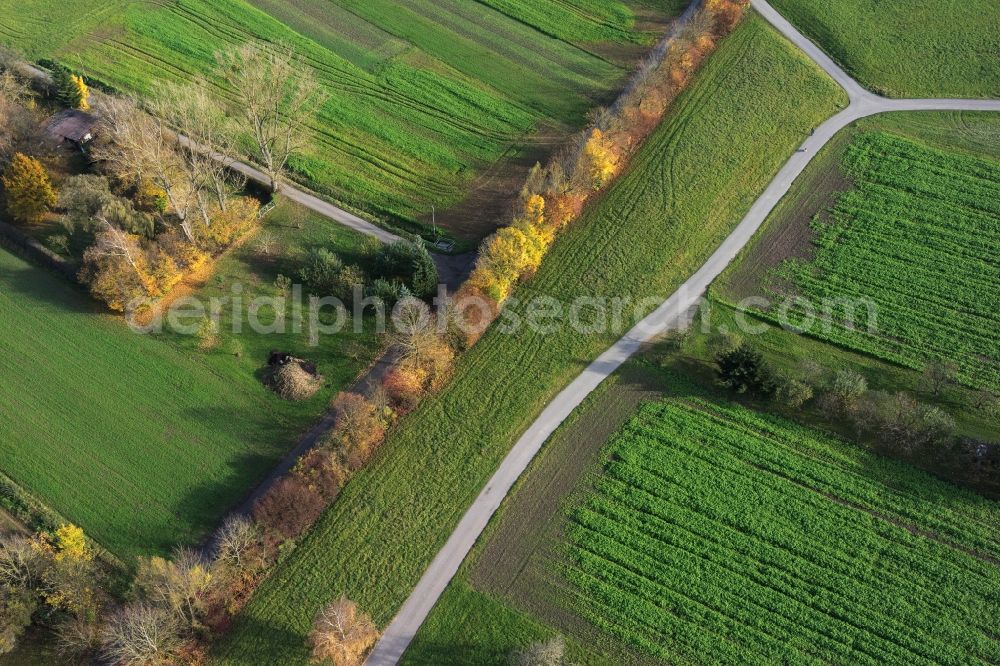 Leonberg from the bird's eye view: Row of trees and digging in a field edge in Leonberg in the state Baden-Wuerttemberg