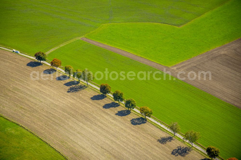 Aerial photograph Obringhausen - Row of trees in a field edge in Obringhausen in the state North Rhine-Westphalia, Germany