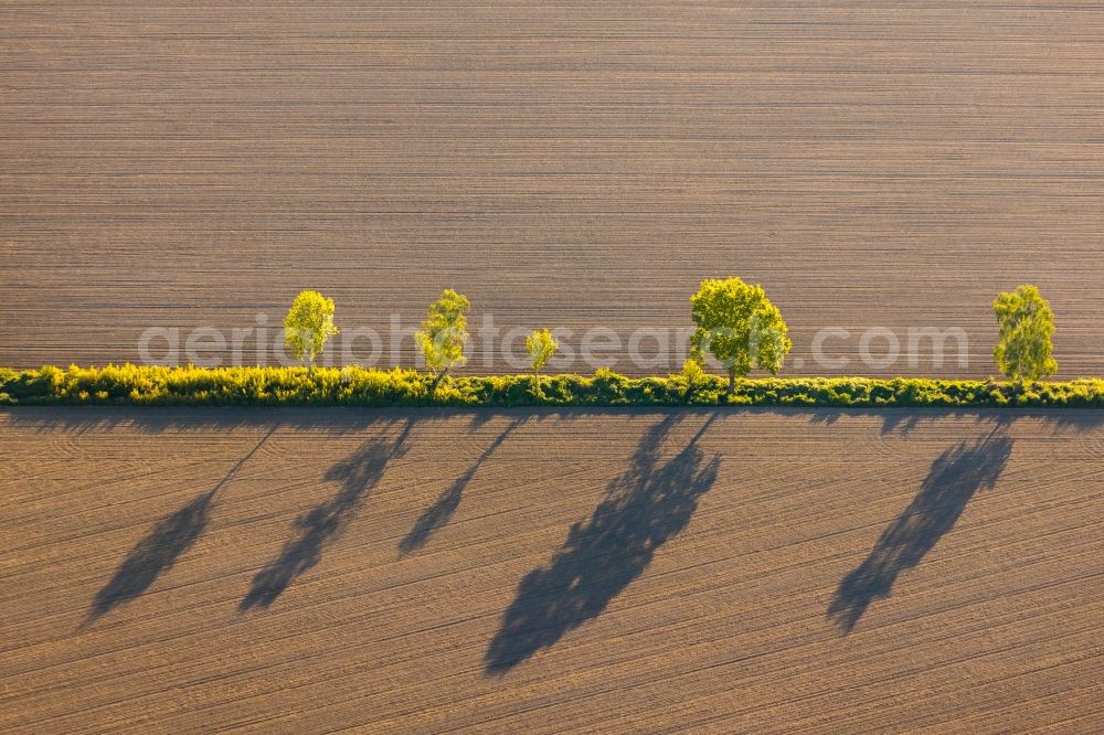 Aerial image Münster - Row of trees in a field edge in the district Ost in Muenster in the state North Rhine-Westphalia, Germany