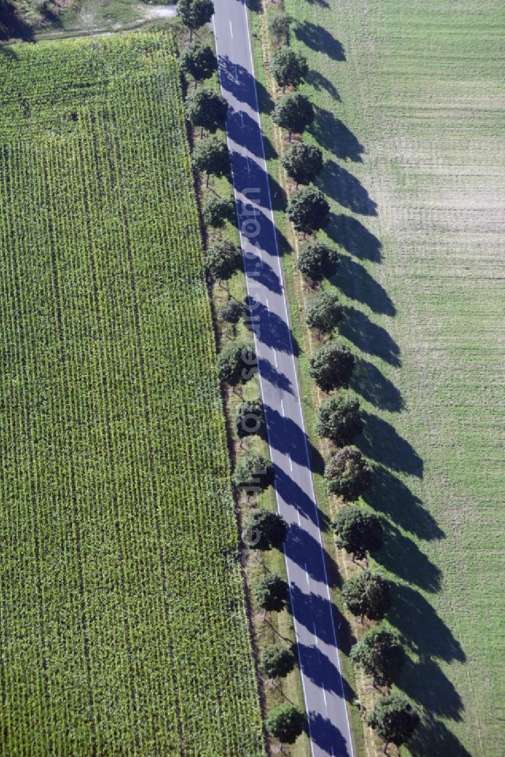 Paterdamm from the bird's eye view: Row of trees and digging in a field edge in Paterdamm in the state Brandenburg