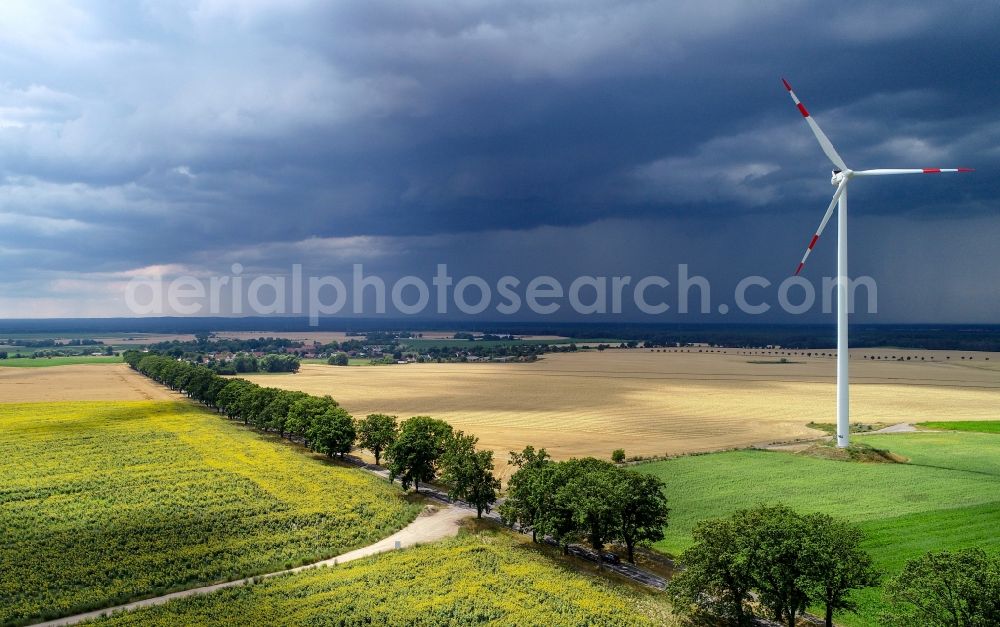 Petersdorf from the bird's eye view: Row of trees in a field edge in Petersdorf in the state Brandenburg, Germany