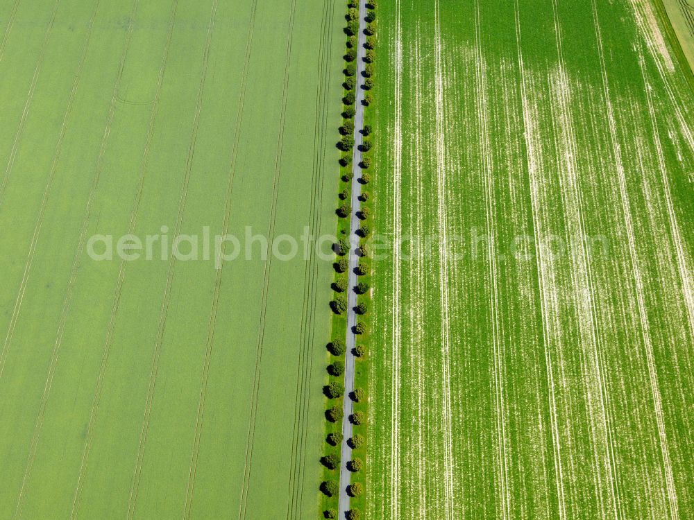 Pfrondorf from the bird's eye view: Row of trees in a field edge on street Lustnauer Strasse in Pfrondorf in the state Baden-Wuerttemberg, Germany