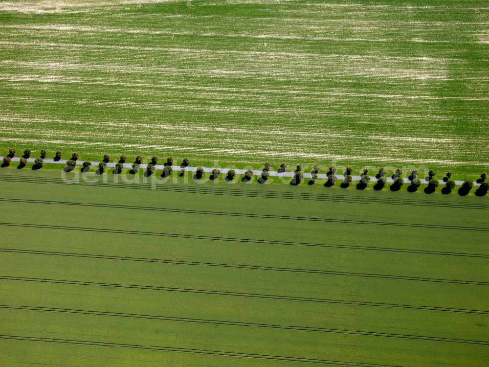 Aerial image Pfrondorf - Row of trees in a field edge on street Lustnauer Strasse in Pfrondorf in the state Baden-Wuerttemberg, Germany