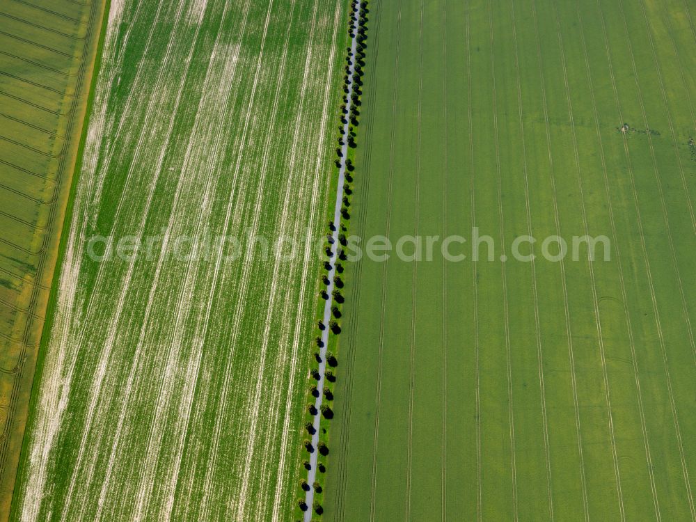 Aerial photograph Pfrondorf - Row of trees in a field edge on street Lustnauer Strasse in Pfrondorf in the state Baden-Wuerttemberg, Germany