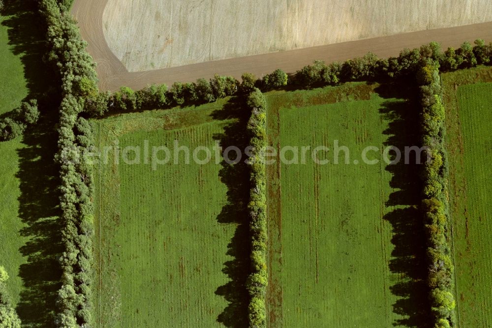 Aerial image Rubenow - Row of trees in a field edge in Rubenow in the state Mecklenburg - Western Pomerania, Germany