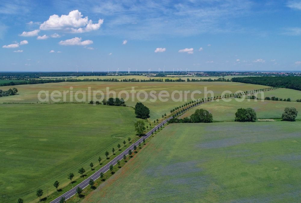 Aerial image Seelow - Row of trees in a field edge in Seelow in the state Brandenburg, Germany