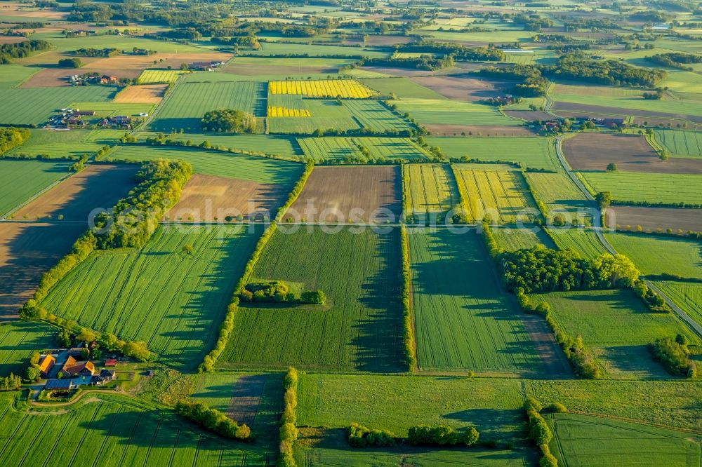 Sendenhorst from above - Row of trees in a field edge in Sendenhorst in the state North Rhine-Westphalia, Germany