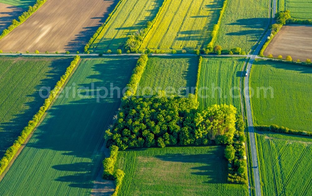 Aerial photograph Sendenhorst - Row of trees in a field edge in Sendenhorst in the state North Rhine-Westphalia, Germany