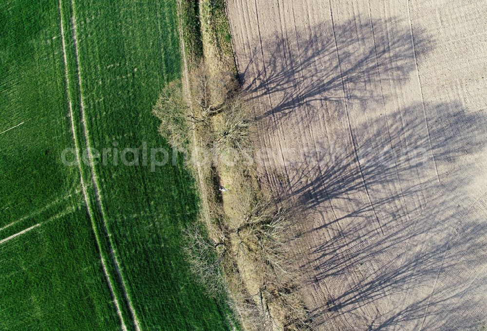 Aerial photograph Sieversdorf - Row of trees in a field edge in Sieversdorf in the state Brandenburg, Germany