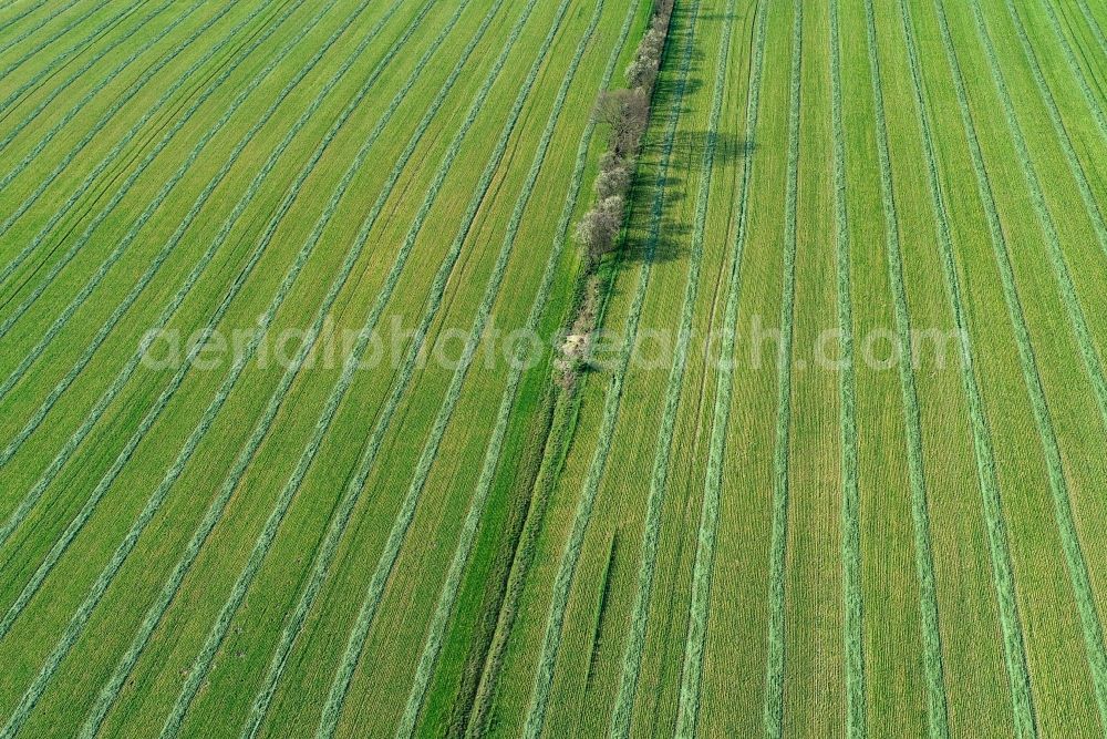 Sieversdorf from the bird's eye view: Row of trees in a field edge in Sieversdorf in the state Brandenburg, Germany