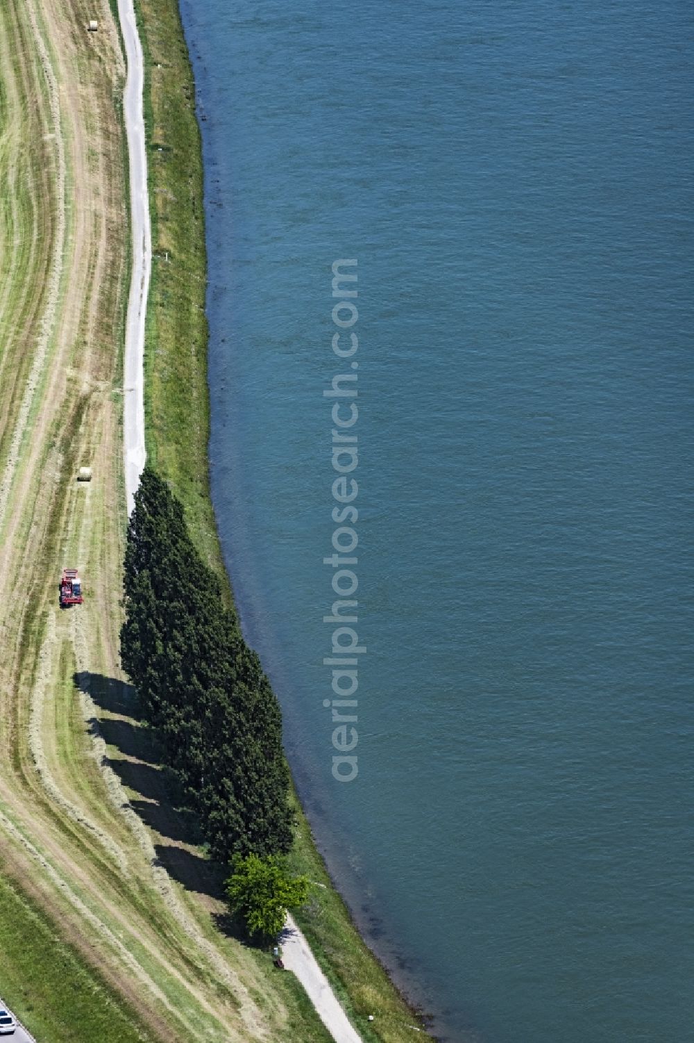 Aerial image Speyer - Row of trees in a field edge in Speyer in the state Rhineland-Palatinate, Germany