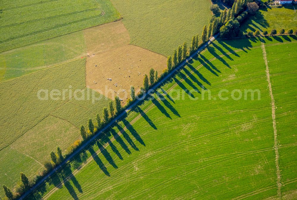 Aerial image Spork - Row of trees in a field edge in Spork in the state North Rhine-Westphalia, Germany