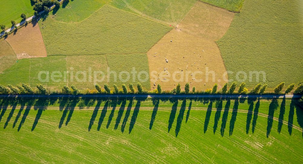 Aerial photograph Spork - Row of trees in a field edge in Spork in the state North Rhine-Westphalia, Germany