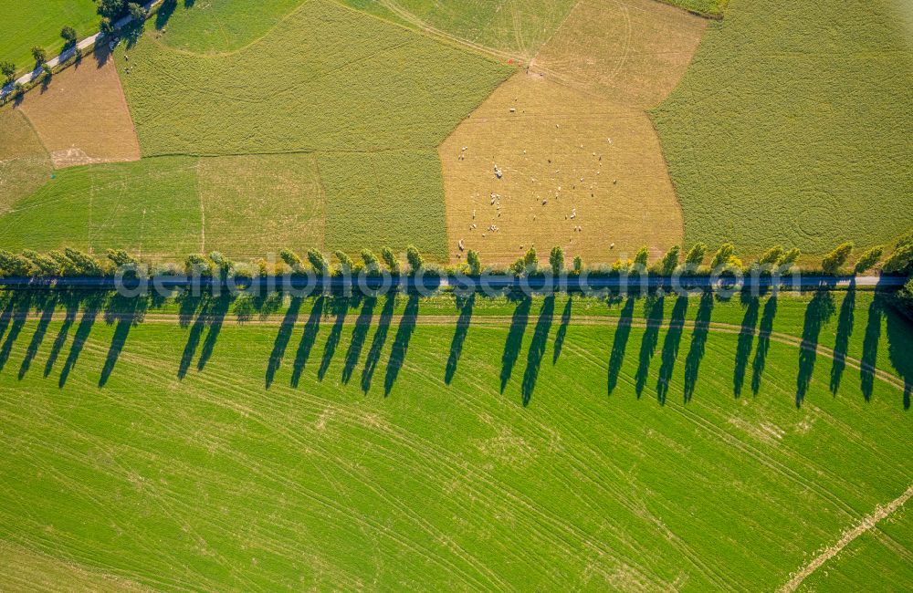 Spork from above - Row of trees in a field edge in Spork in the state North Rhine-Westphalia, Germany