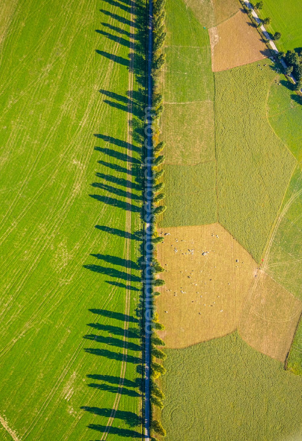 Spork from the bird's eye view: Row of trees in a field edge in Spork in the state North Rhine-Westphalia, Germany