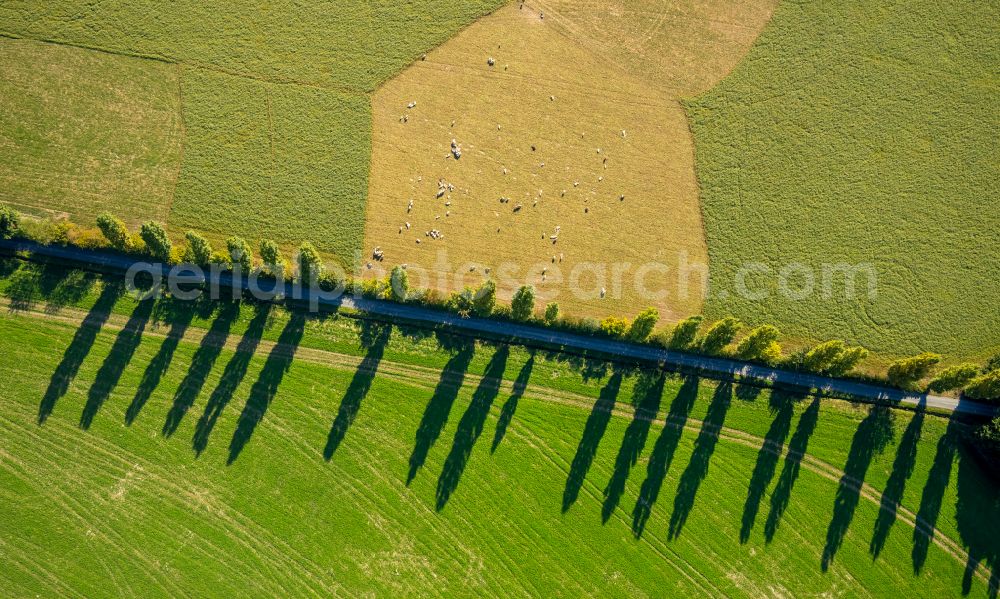 Aerial image Spork - Row of trees in a field edge in Spork in the state North Rhine-Westphalia, Germany