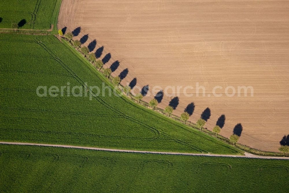 Aerial photograph Titz - Row of trees in a field edge in Titz in the state North Rhine-Westphalia