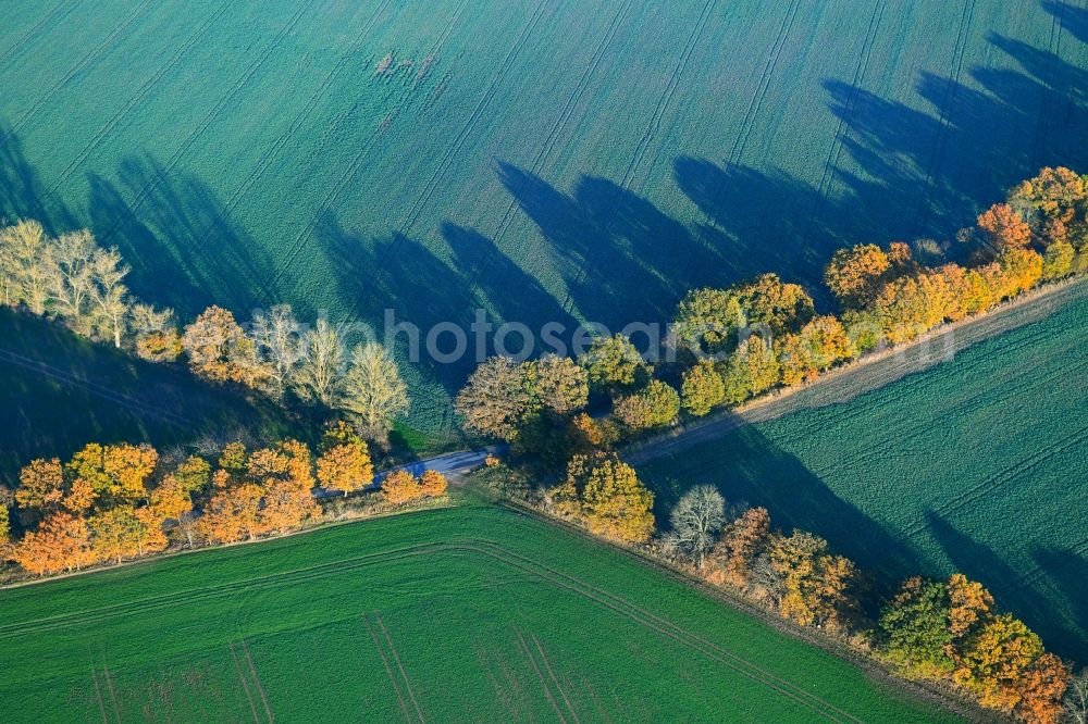 Tribsees from the bird's eye view: Row of trees in a field edge in Tribsees in the state Mecklenburg - Western Pomerania, Germany