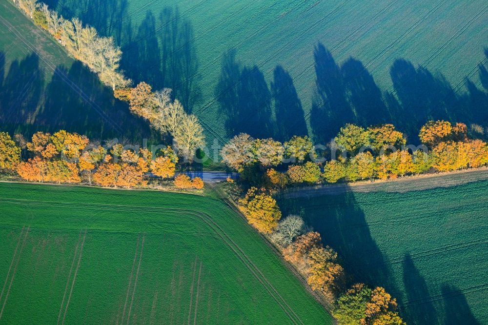 Aerial image Tribsees - Row of trees in a field edge in Tribsees in the state Mecklenburg - Western Pomerania, Germany