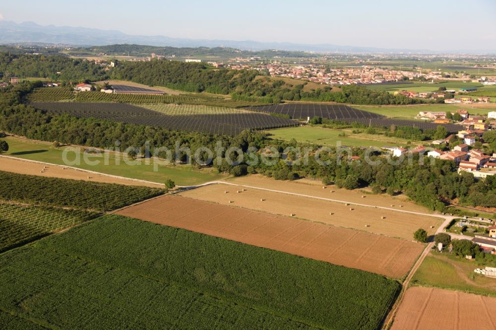 Valeggio sul Mincio from the bird's eye view: Row of trees in a field edge in Valeggio sul Mincio in Veneto, Italy