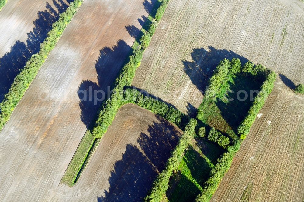 Aerial photograph Vehlin - Row of trees in a field edge in Vehlin in the state Brandenburg, Germany