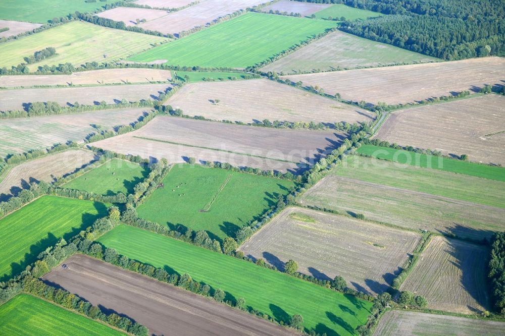 Aerial image Wasbek - Row of trees in a field edge in Wasbek in the state Schleswig-Holstein, Germany