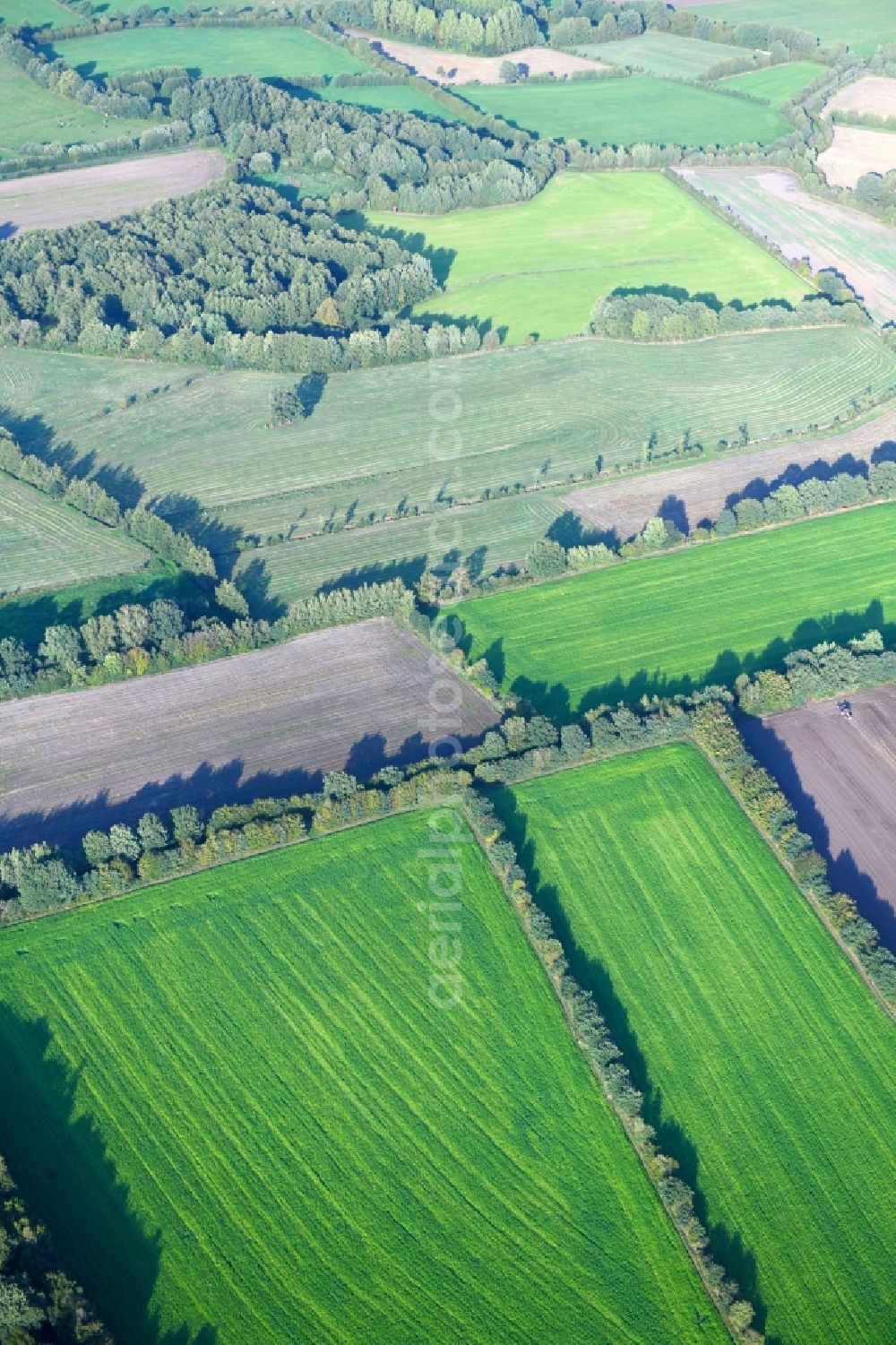 Aerial photograph Wasbek - Row of trees in a field edge in Wasbek in the state Schleswig-Holstein, Germany