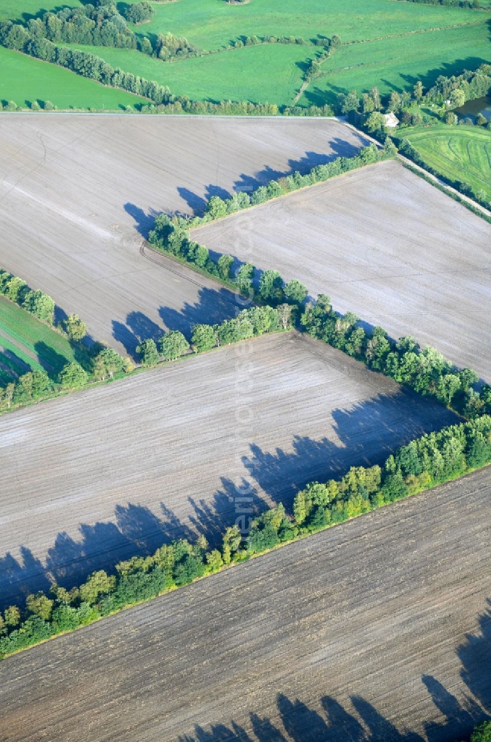 Wasbek from the bird's eye view: Row of trees in a field edge in Wasbek in the state Schleswig-Holstein, Germany