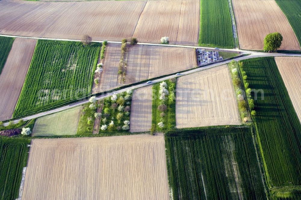 Aerial image Hoffen - Row of trees on a country road on a field edge in Hoffen in Alsace-Champagne-Ardenne-Lorraine, France