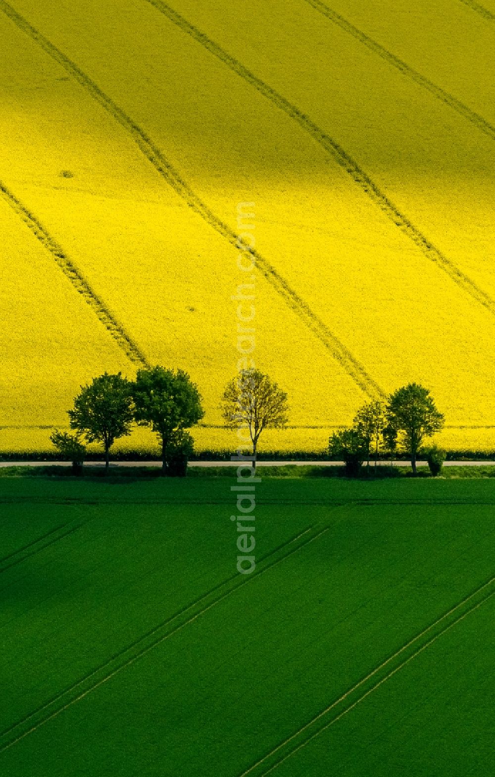 Aerial image Baesweiler - Landscape green - yellow rape field - at Baesweiler structures in North Rhine-Westphalia