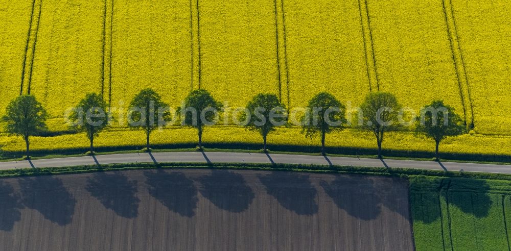 Welver from above - Landscape green - yellow rape field - at Welver in North Rhine-Westphalia