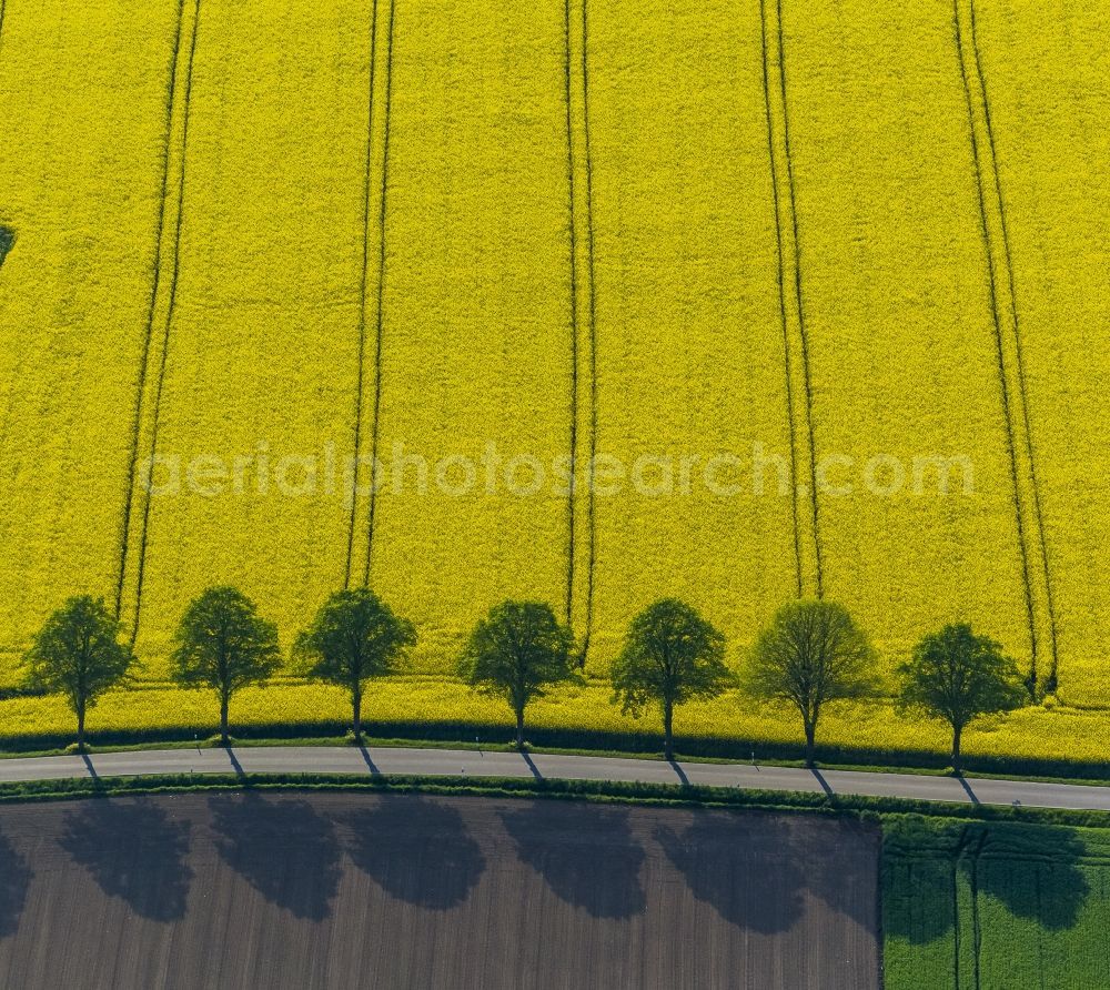 Welver from the bird's eye view: Landscape green - yellow rape field - at Welver in North Rhine-Westphalia