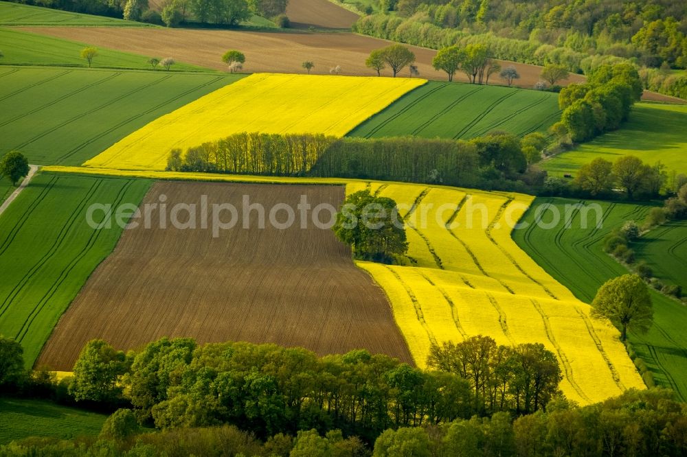 Aerial photograph Werl - Landscape green - yellow rape field - at Werl structures in North Rhine-Westphalia