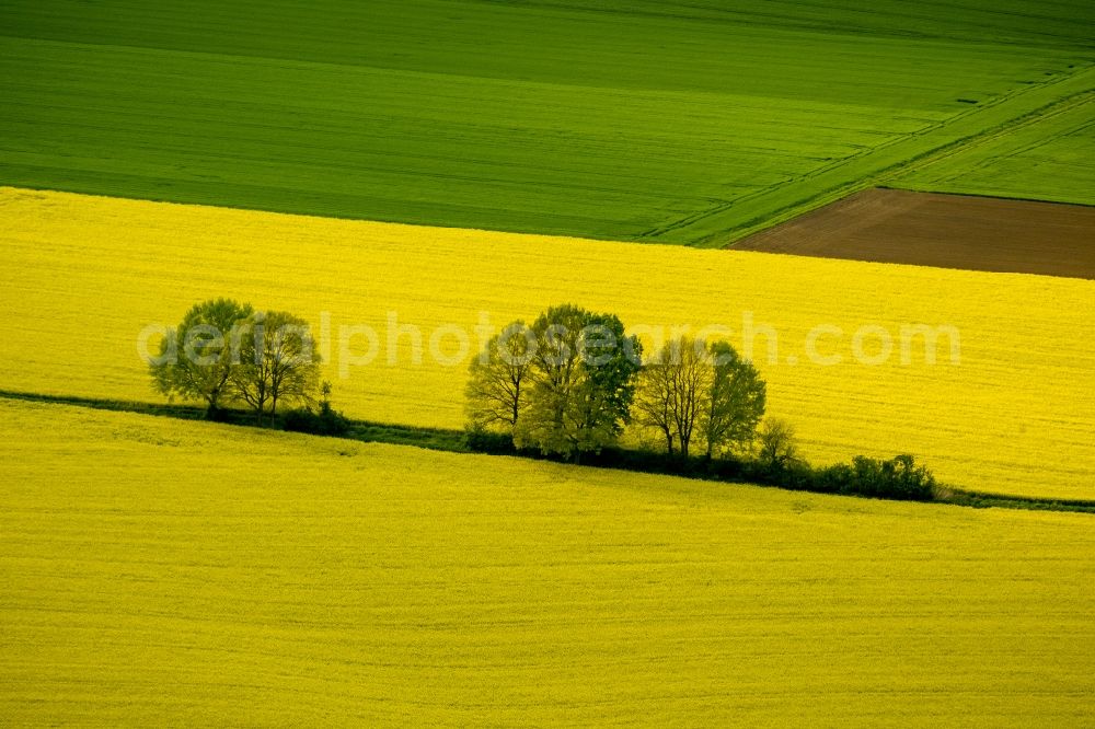 Werl from the bird's eye view: Landscape green - yellow rape field - at Werl structures in North Rhine-Westphalia