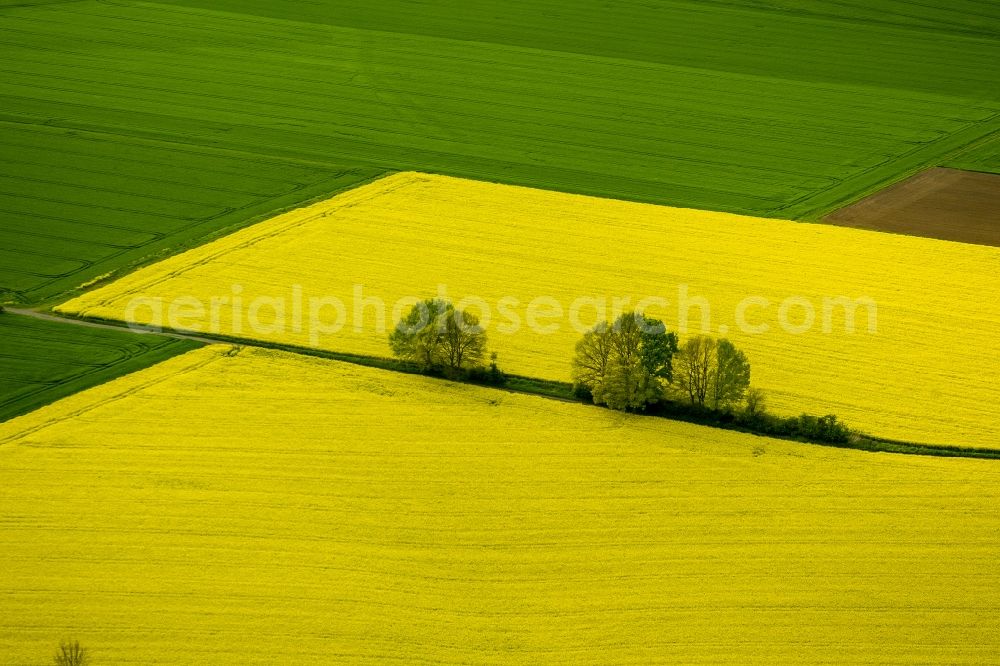 Aerial image Werl - Landscape green - yellow rape field - at Werl structures in North Rhine-Westphalia