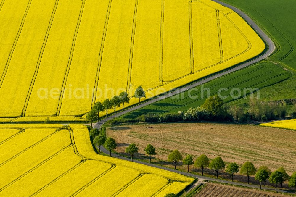 Aerial photograph Werl - Landscape green - yellow rape field - at Werl structures in North Rhine-Westphalia