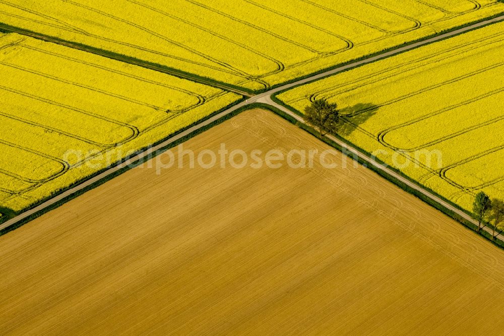 Werl from above - Landscape green - yellow rape field - at Werl structures in North Rhine-Westphalia