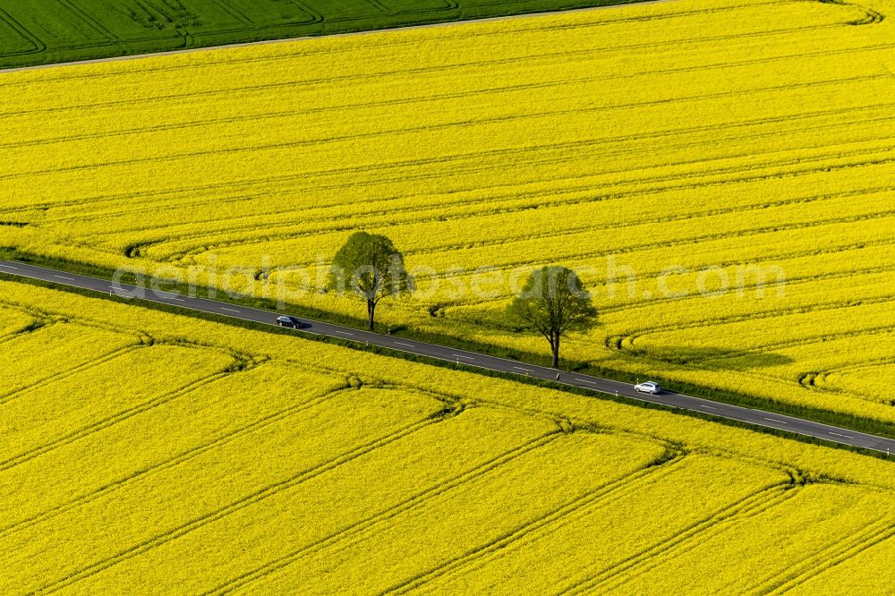 Werl from the bird's eye view: Landscape green - yellow rape field - at Werl structures in North Rhine-Westphalia